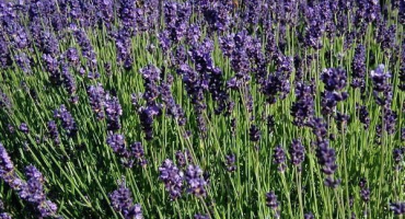 Jak zasadit, pěstovat a starat se o levanduli doma